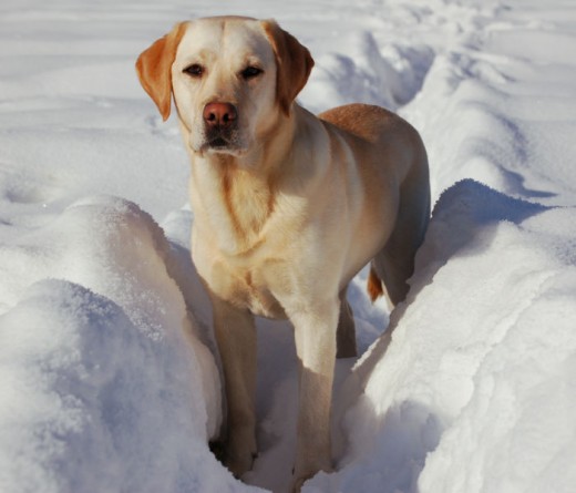 esta foto fue tomada en la nieve en un paseo alas termas de chillan 